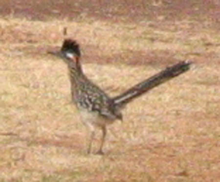 Roadrunner