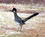 Roadrunner at the Iowa Police & Fire Station