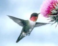 Ruby-throated Hummingbird