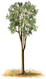 tall tree