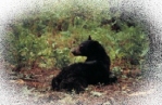 Waking Bear